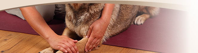 Tierphysiotherapie